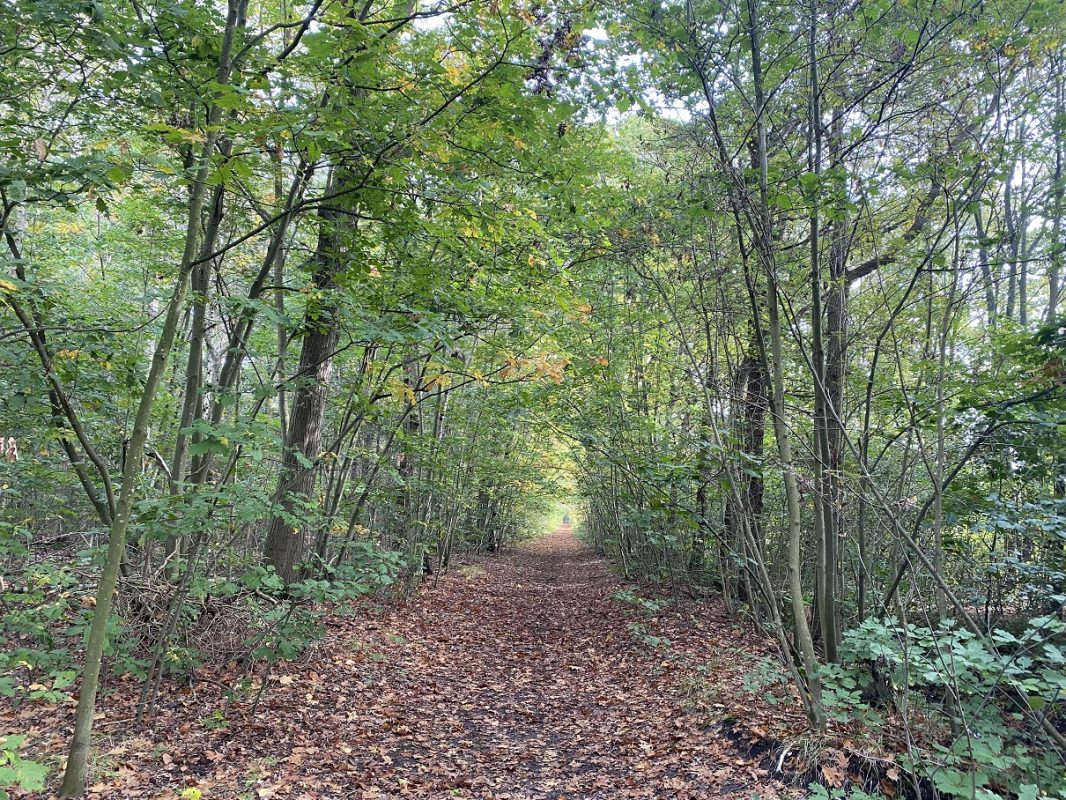 Foto van het landgoed Eikenburg. Vele bomen en herfstbladeren op de grond zijn te zien.