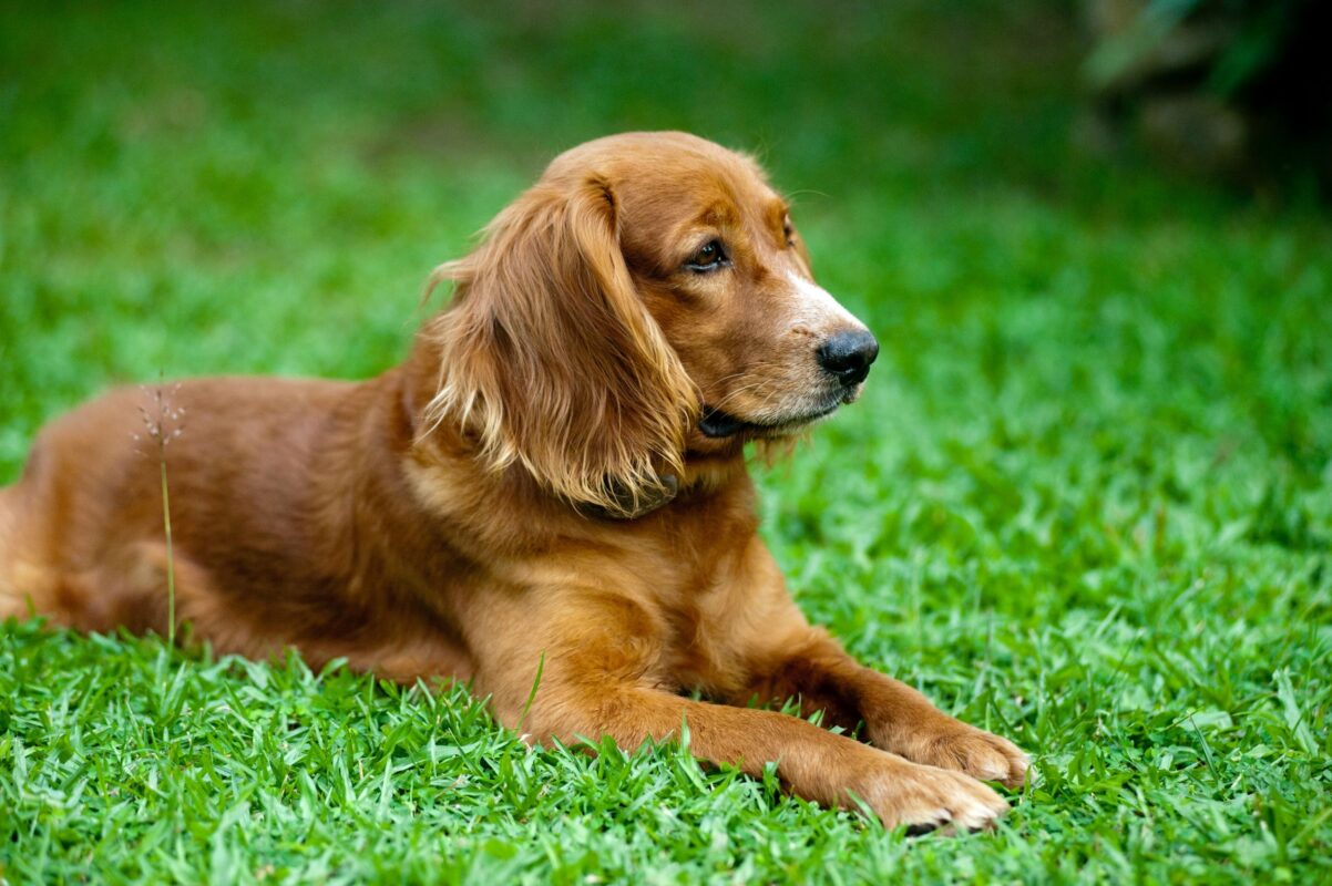 Bruine hond op gras