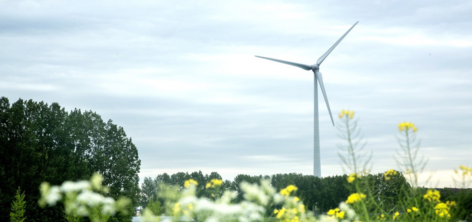Foto van een groen landschap met op de achtergrond een windturbine.
